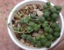 Сенецио (Senecio rowleyanus)