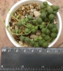 Сенецио (Senecio rowleyanus)