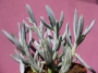 Сенецио (Senecio serpens)