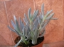Сенецио (Senecio serpens)