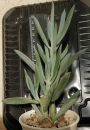 Сенецио (Senecio serpens)