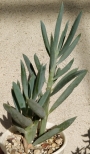 Сенецио (Senecio serpens)