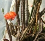 Сенецио (Senecio stapeliiformis)