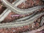 Сенецио (Senecio stapeliiformis)