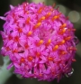 Сенецио (Senecio stapeliiformis)