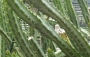 Сенецио (Senecio stapeliiformis)