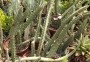 Сенецио (Senecio stapeliiformis)