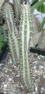 Сенецио (Senecio stapeliiformis)