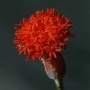 Сенецио (Senecio stapeliiformis)