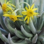Сенецио скапосус (Senecio scaposus)