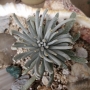 Сенецио скапосус (Senecio scaposus)