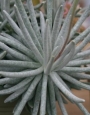 Сенецио скапосус (Senecio scaposus)