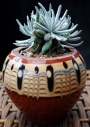 Сенецио скапосус (Senecio scaposus)