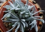 Сенецио скапосус (Senecio scaposus)