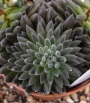 Синокрасула (Sinocrassula yunnanensis)