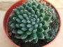 Синокрасула (Sinocrassula yunnanensis)
