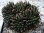 Синокрасула (Sinocrassula yunnanensis)