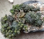 Синокрасула (Sinocrassula yunnanensis)