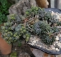 Синокрасула (Sinocrassula yunnanensis)
