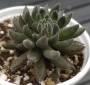 Синокрасула (Sinocrassula yunnanensis)