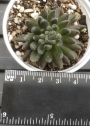 Синокрасула (Sinocrassula yunnanensis)