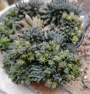 Синокрасула (Sinocrassula yunnanensis)