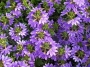 Скаевола (Scaevola)