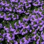 Скаевола (Scaevola)