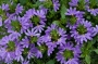 Скаевола (Scaevola)