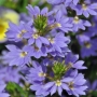 Скаевола (Scaevola)