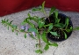 Скаевола (Scaevola)