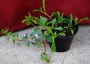 Скаевола (Scaevola)