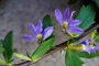 Скаевола (Scaevola)