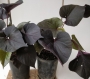 Сладък картоф, Ипомея ипосун, Батат, грудка (Ipomoea batatas iposun black tone)