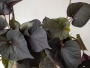 Сладък картоф, Ипомея ипосун, Батат, грудка (Ipomoea batatas iposun black tone)