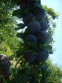 Слива Блякстар (Prunus)