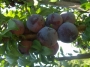 Слива Блякстар (Prunus)