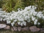 Еуфорбия, едногодишна, семена (Euphorbia marginata)