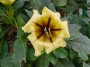 Соландра (Solandra maxima)