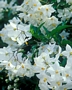 Соланум, Картофена лиана, Alba (Solanum Jasminoides)