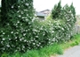 Соланум, Картофена лиана, Alba (Solanum Jasminoides)