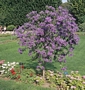 Соланум (Solanum Rantonnetii)