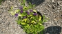 Соланум (Solanum Rantonnetii)