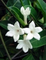 Стефанотис, семена (Stephanotis floribunda Madagascar Jasmine)