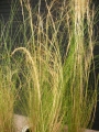 Стипа, Коило (Stipa tenuissima)