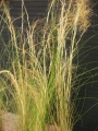 Стипа, Коило (Stipa tenuissima)