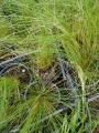 Стипа, Коило (Stipa tenuissima)