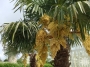 Студоустойчива Палма Трахикарпус, голяма (Trachycarpus fortunei)
