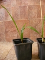 студоустойчива палма трахикарпус, малка (Trachycarpus fortunei)
