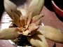 Красула, розетъчна красула (Crassula rosularis)